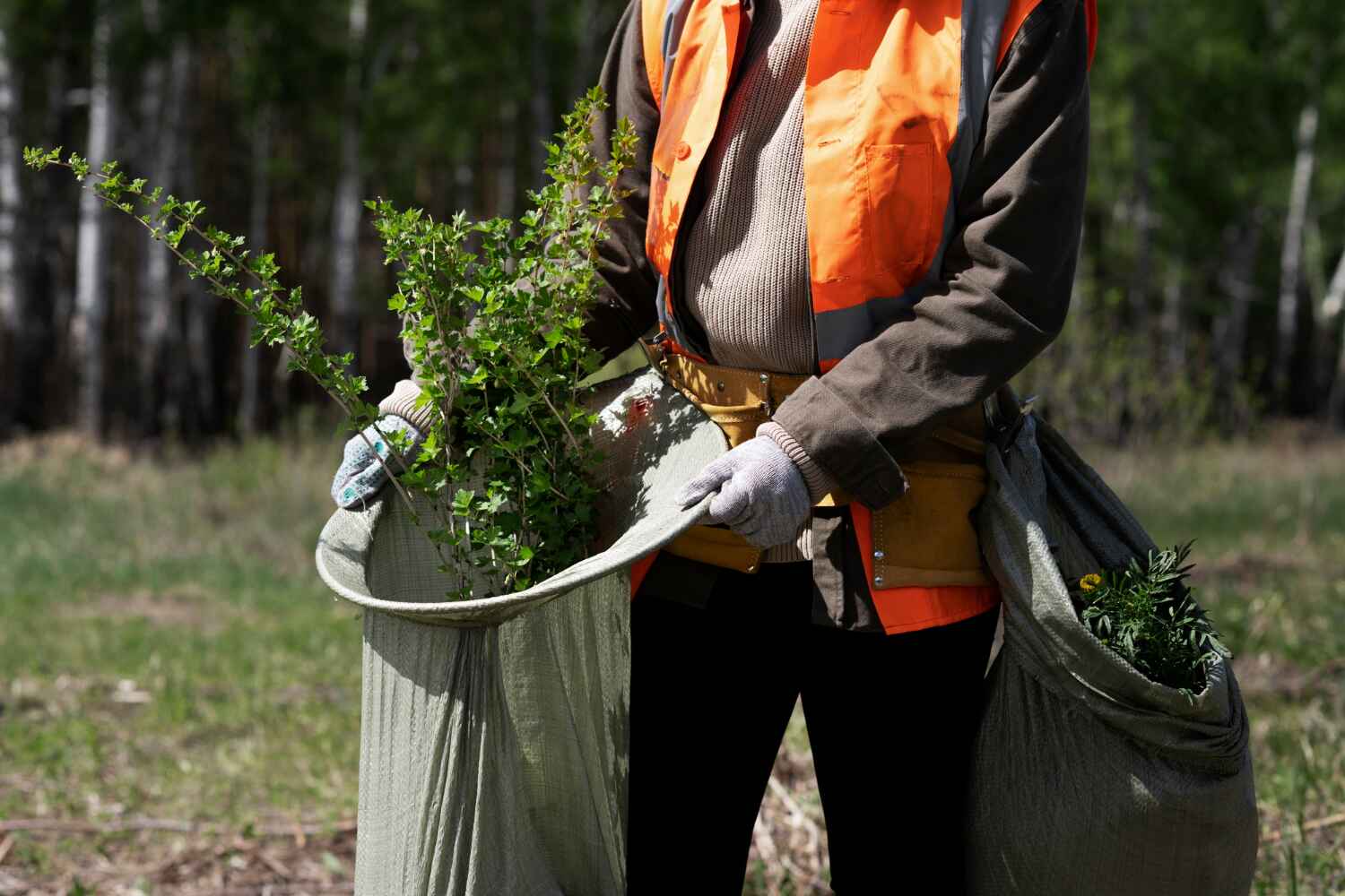 Professional Tree Service in Groton, SD